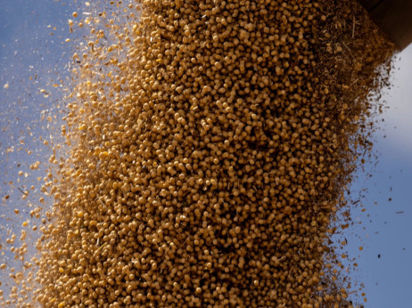 Кина се ориентира кон поевтина соја од Бразил откако го исполни ветувањето на САД