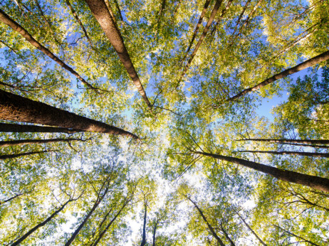 Šuma kao terapija: Organizirane šetnje i 'kupanje' šumom postaju globalni trend